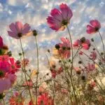 447744130 7266771440099244 4155520271069062572 n